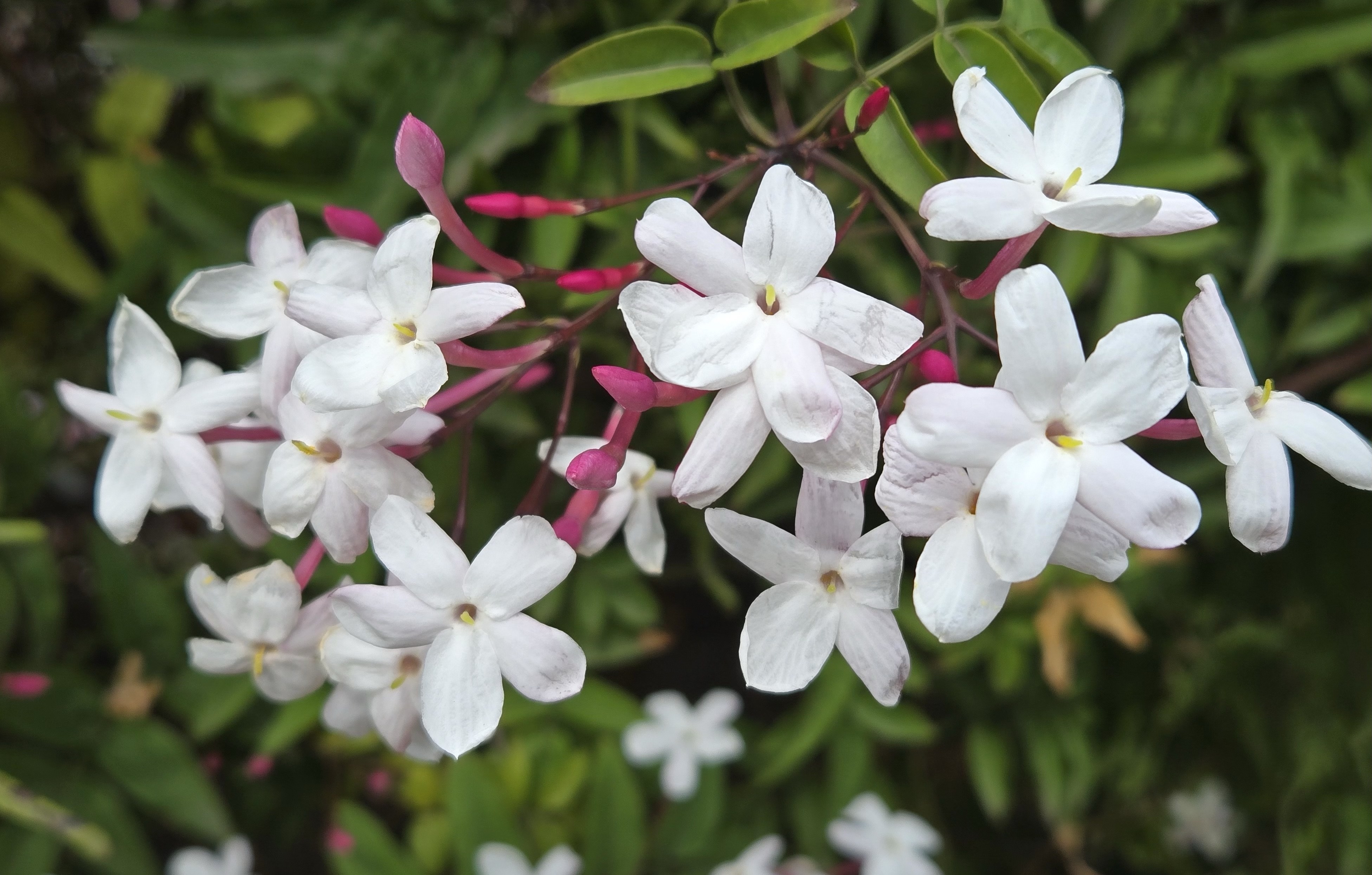 二楼露台 多花素馨