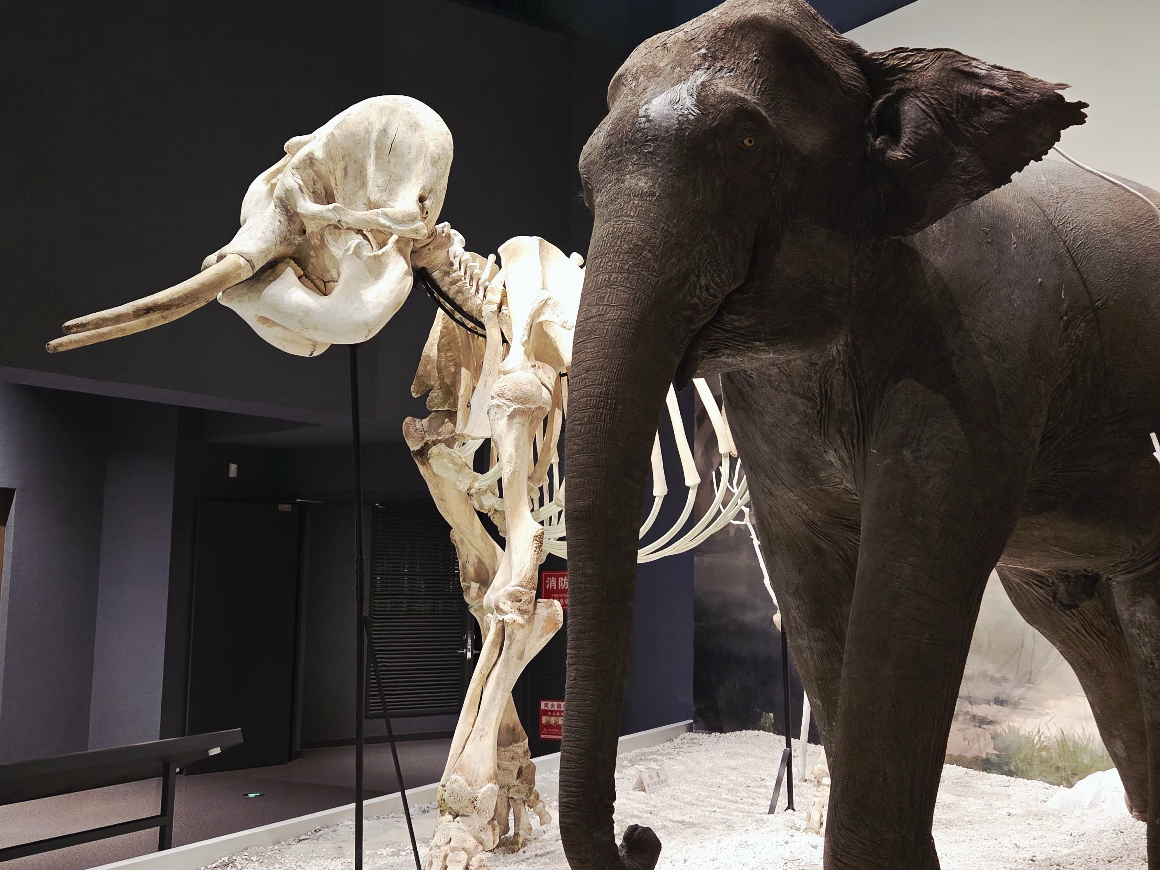 坎赞骨骼标本与亚洲象皮制标本