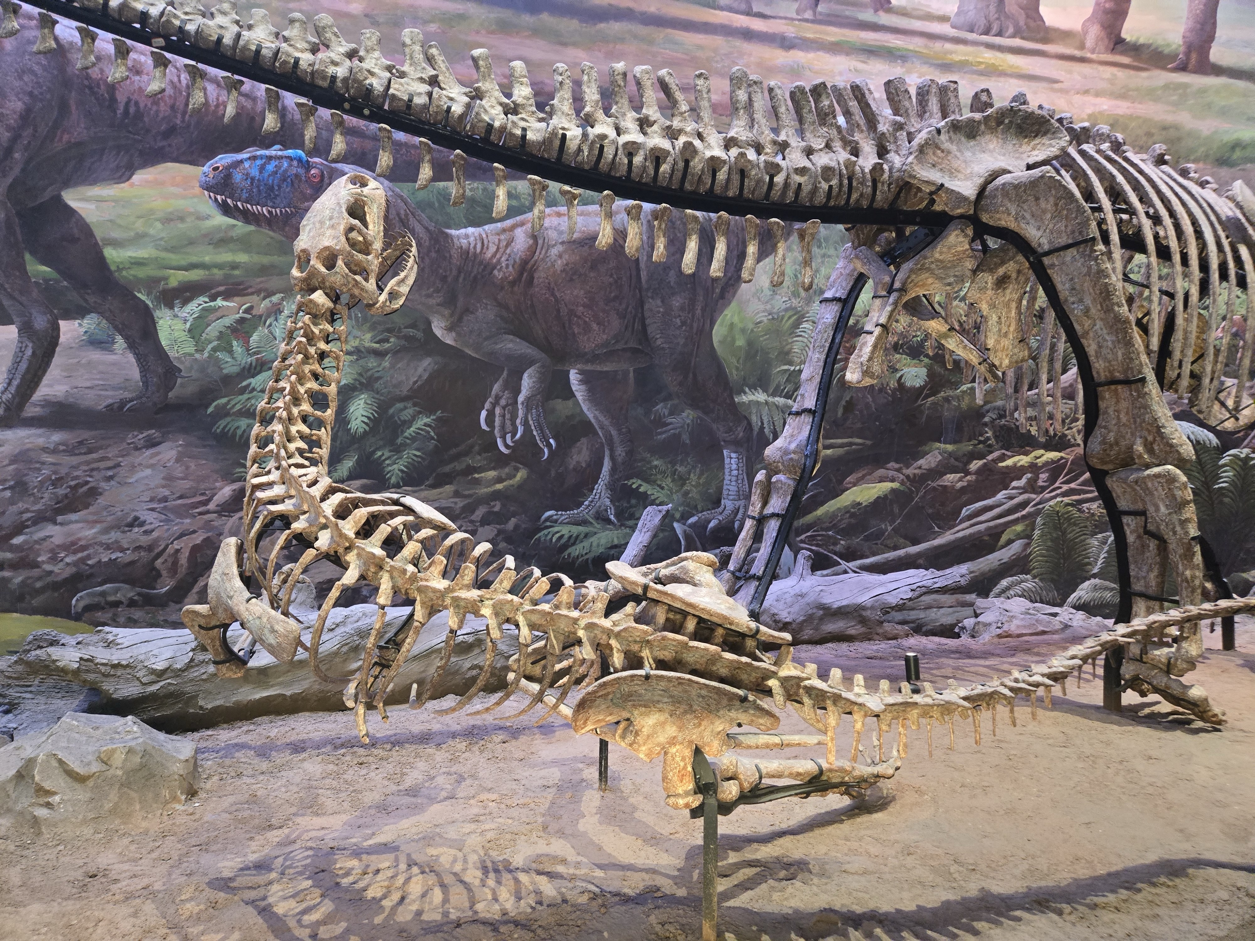 恐龙骨骼