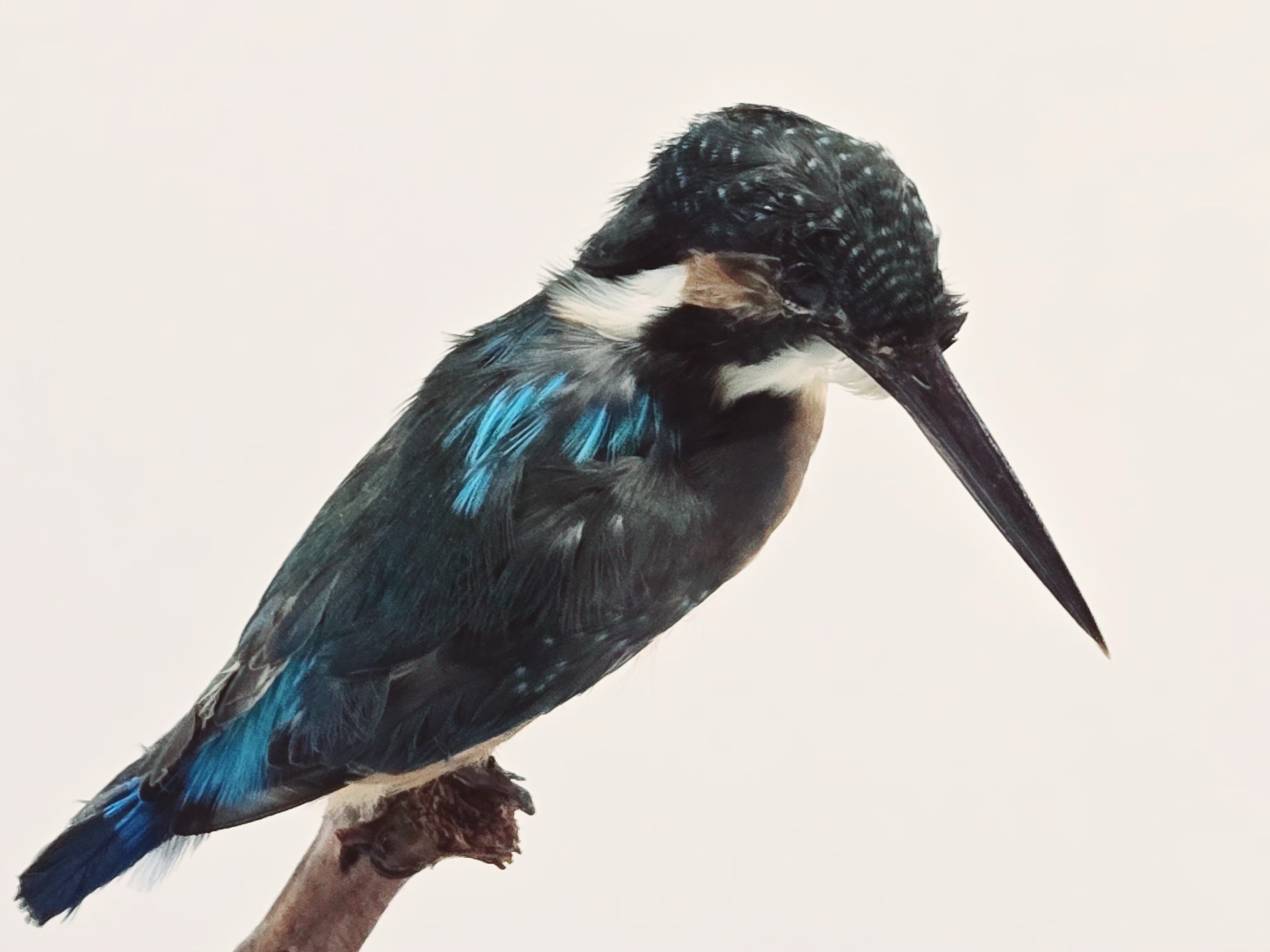 Javan blue-banded kingfisher