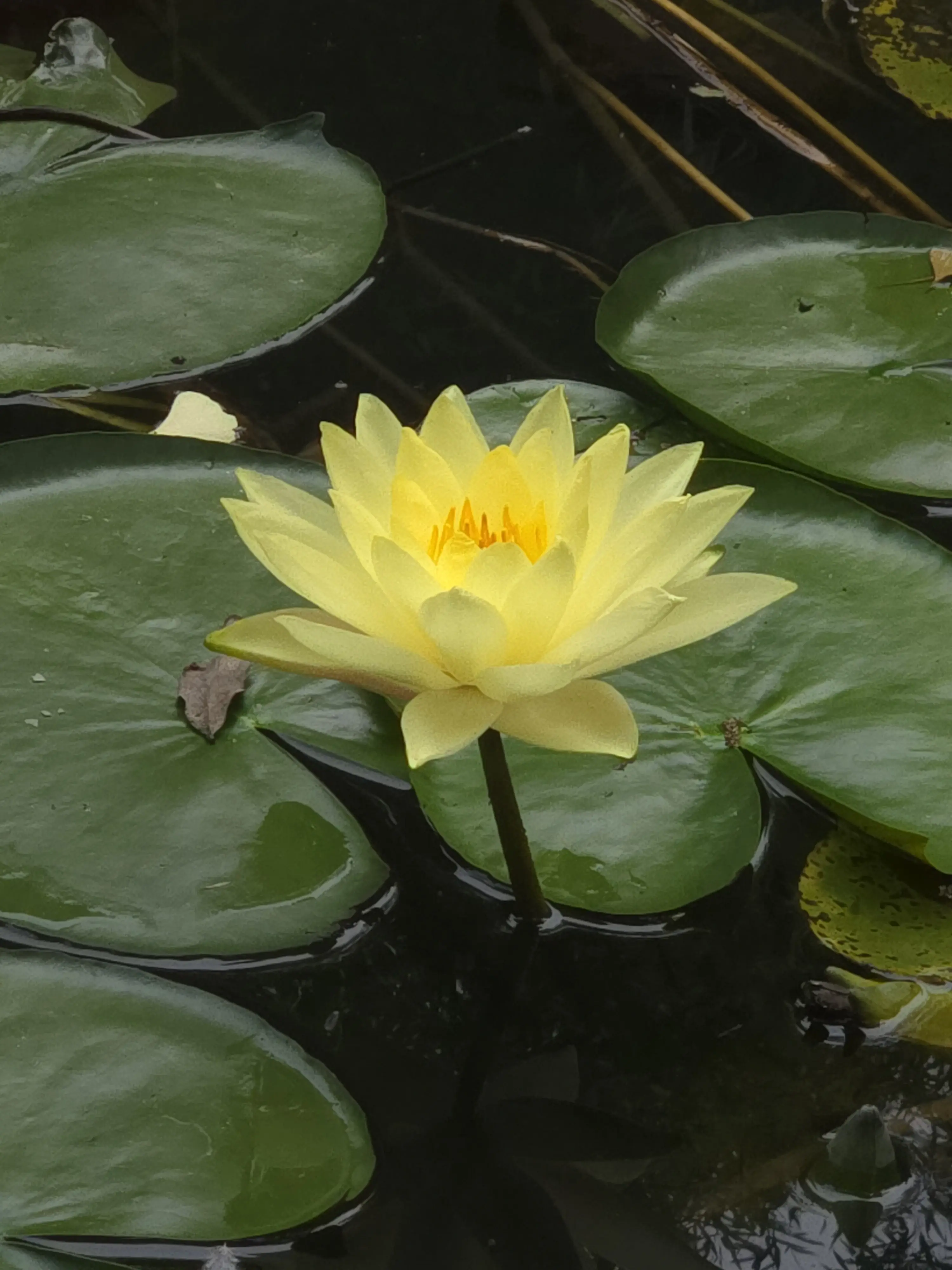 Water lilies