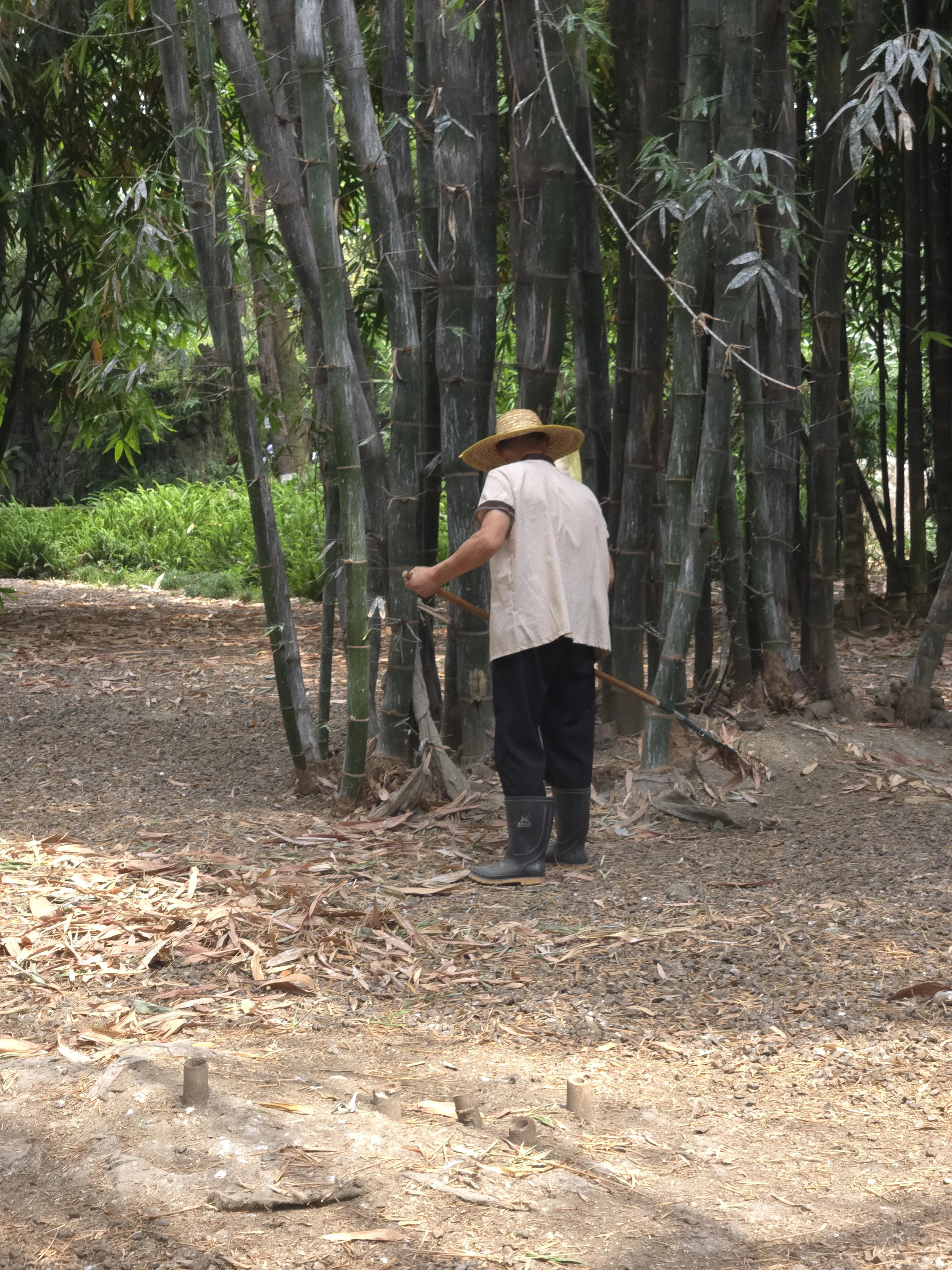 Cleaning the bamboo grove