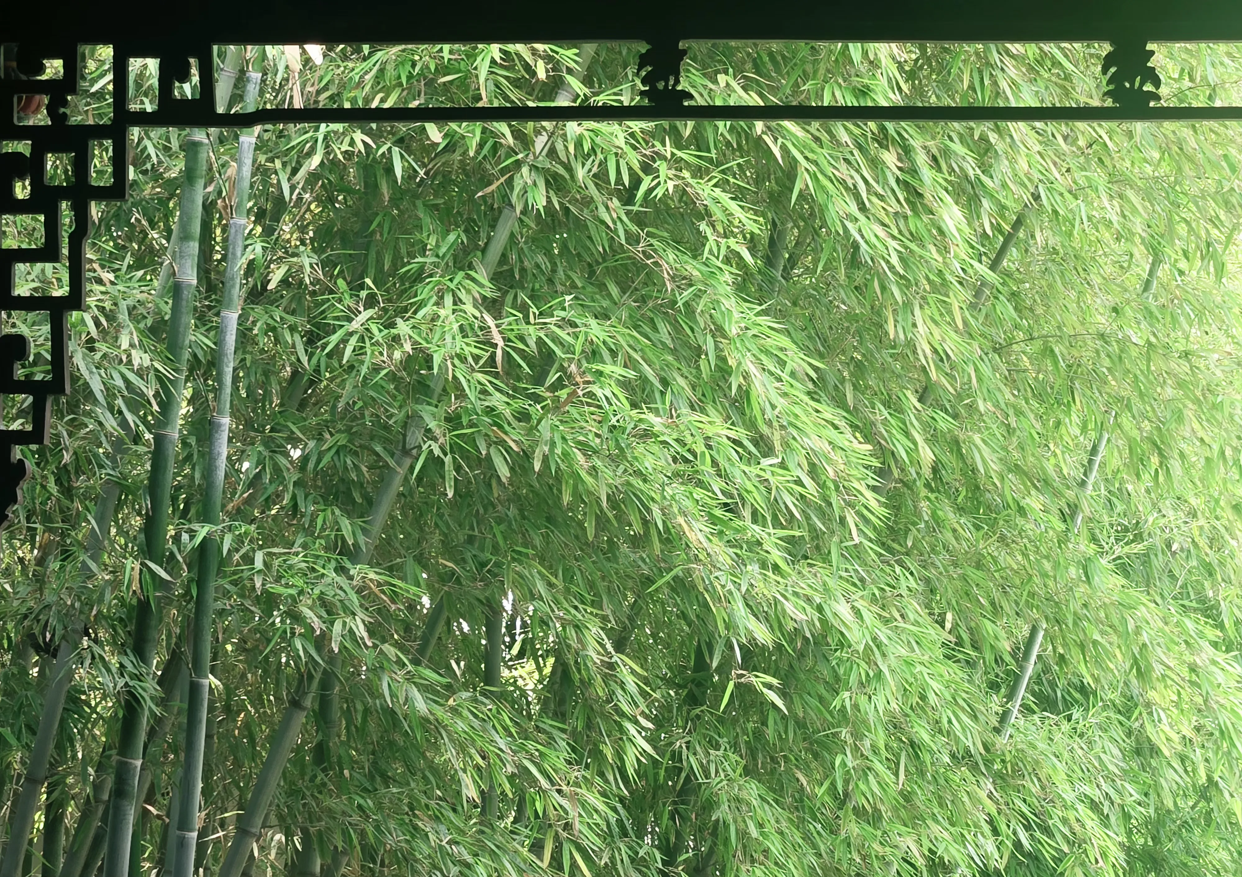Bamboo grove at Yinshi Pavilion