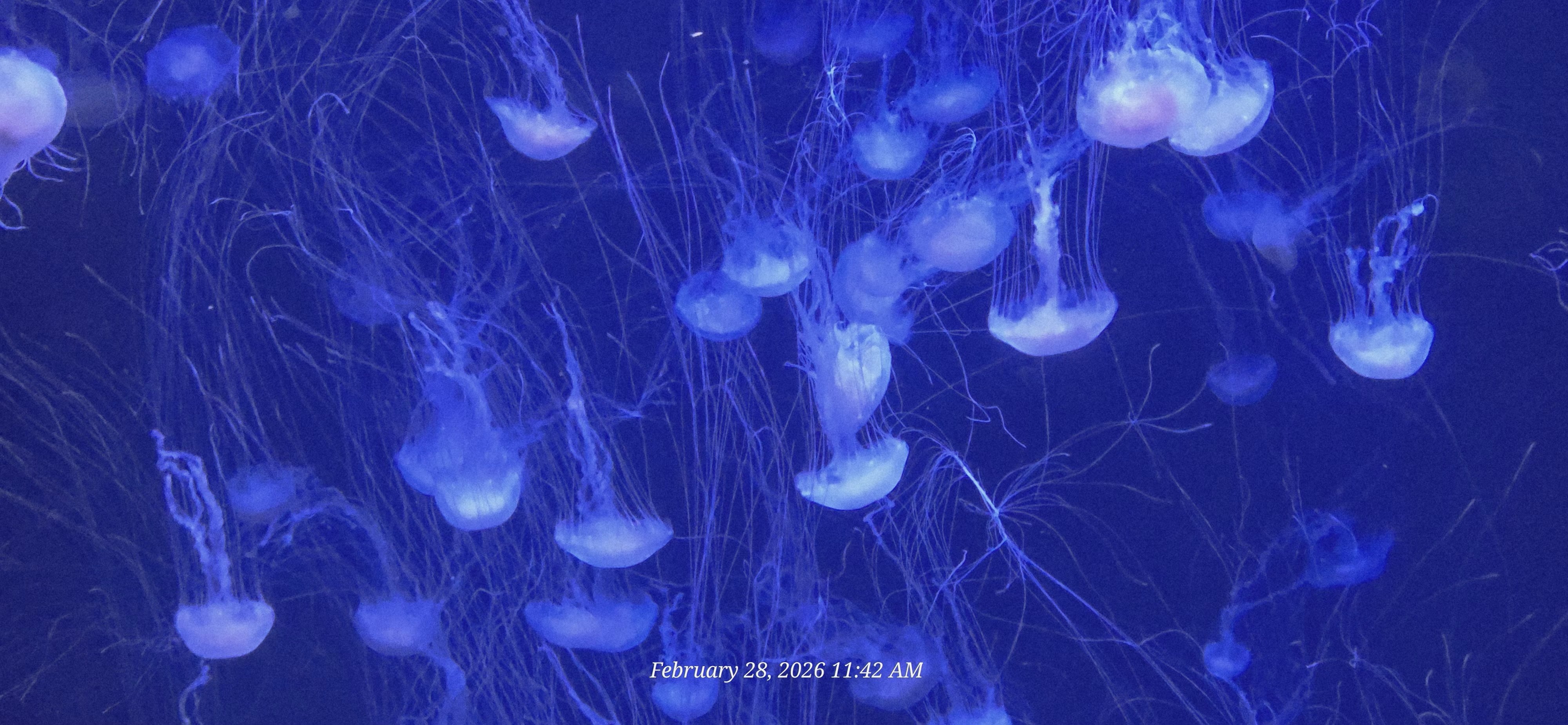 大西洋金黄水母