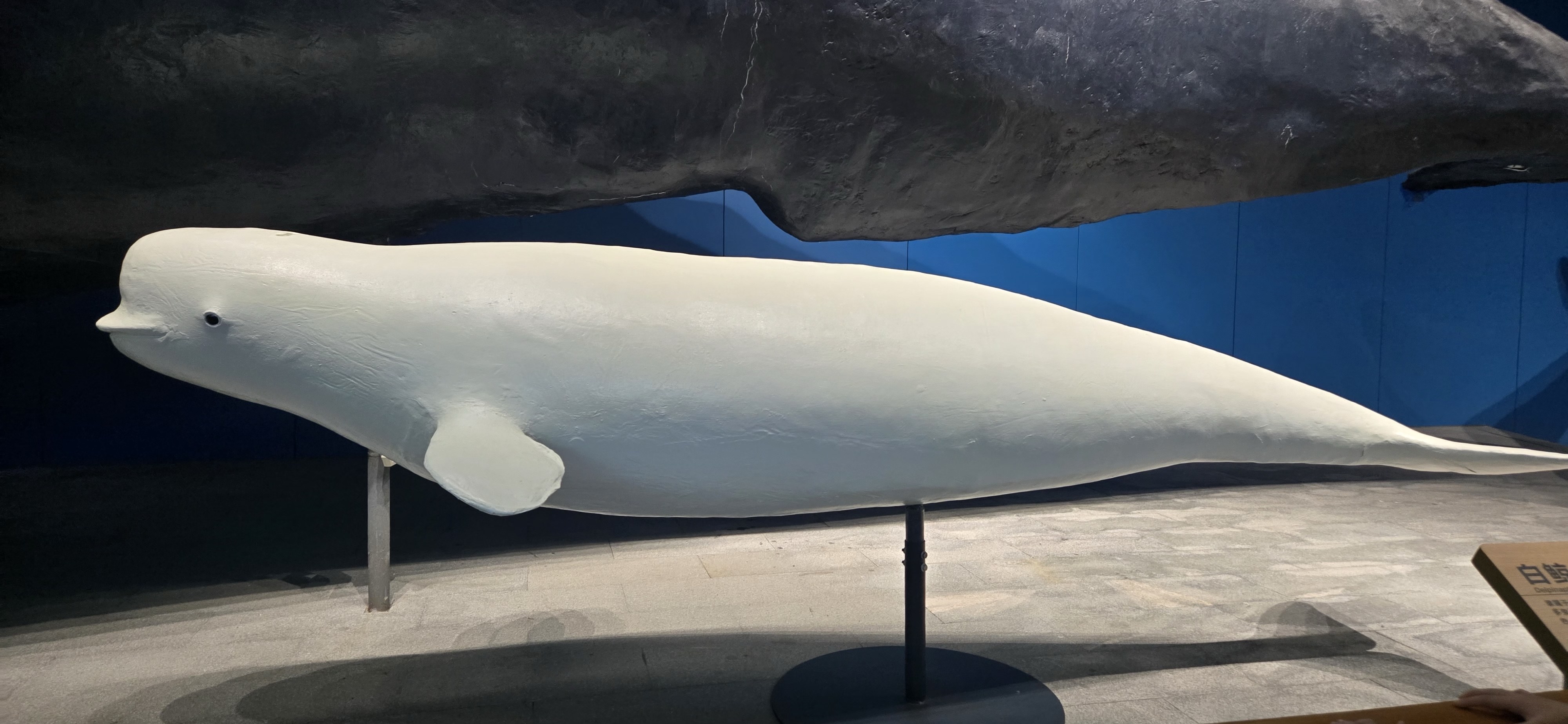 白鲸标本