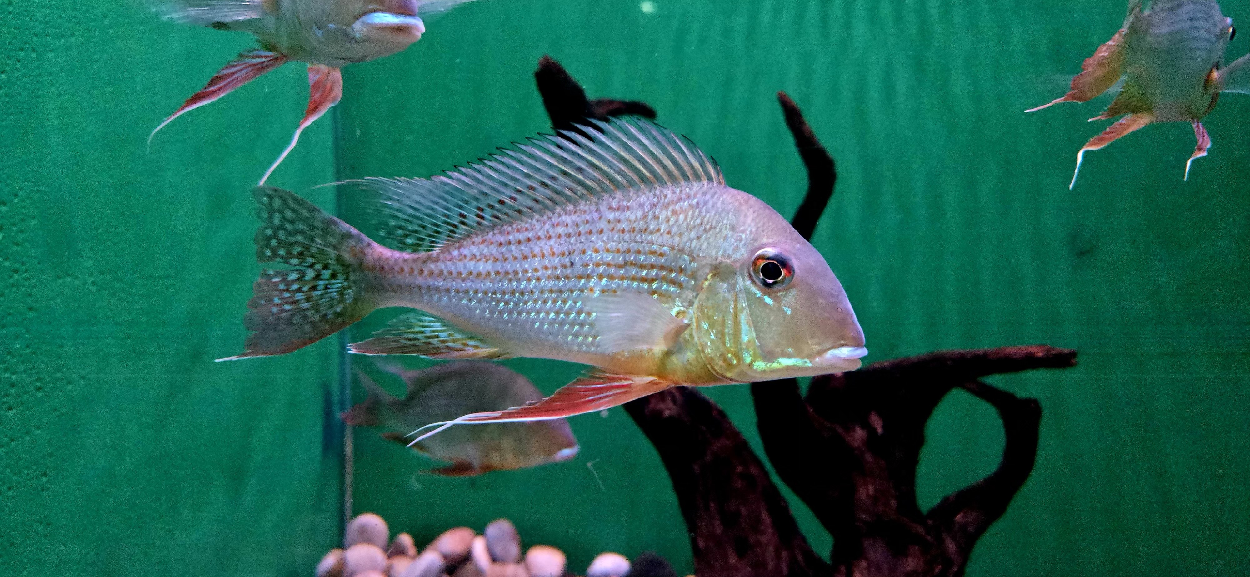 Geophagus altifrons