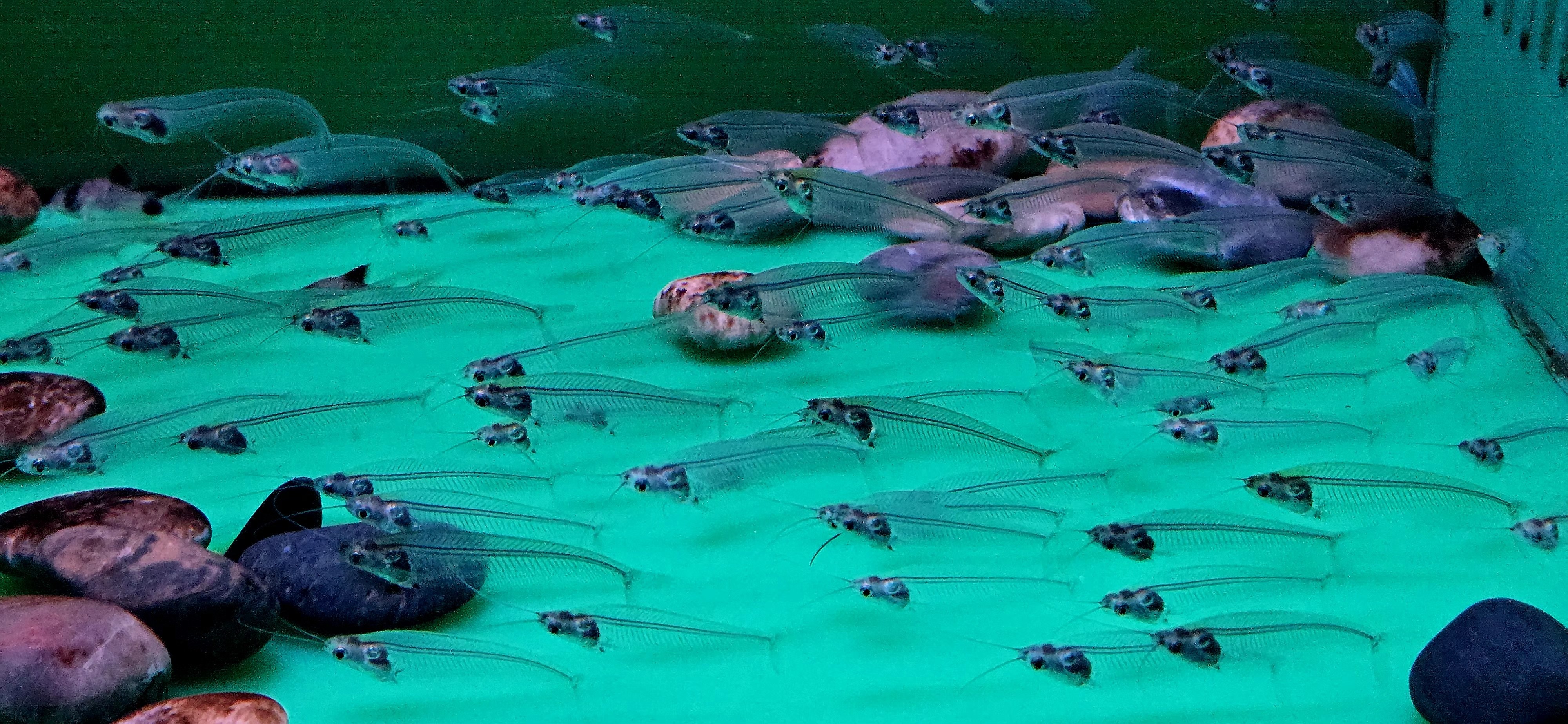 Glass Catfish