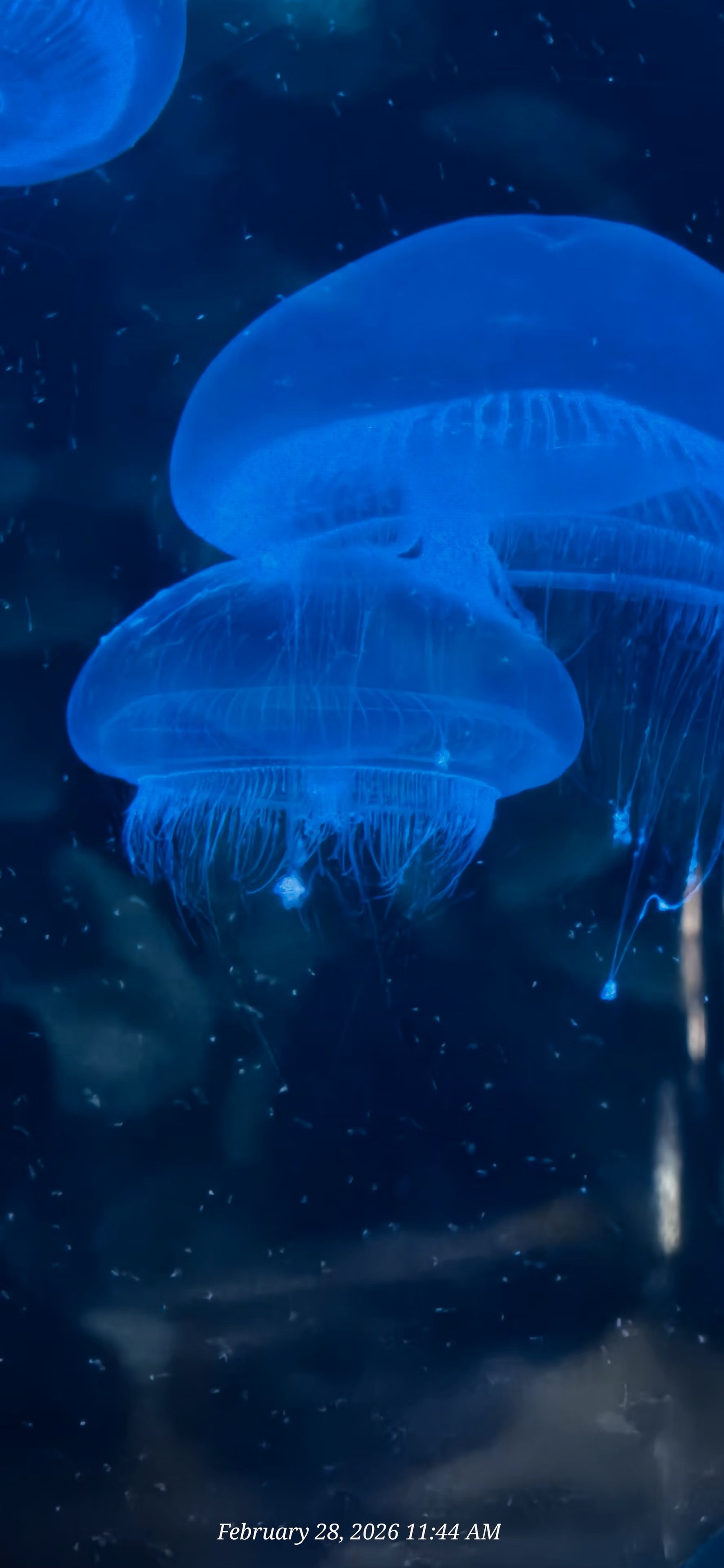 Moon Jellyfish
